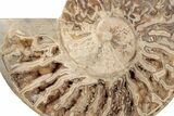 Daisy Flower Ammonite (Choffaticeras) - Madagascar #198090-3